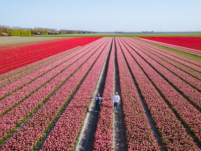 bezoek-tulpenvelden-in-harlingen